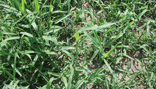 3Crabgrass_ph