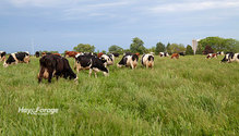 3Dairy_ph