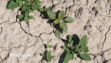 3DrySoil_ph