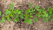 3FallSeed_ph