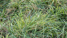 3Fescue_ph