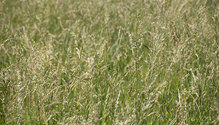 3Fescue_ph