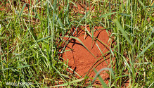 3FireAnts_ph