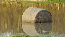 3Flooded_hay_ph