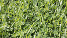 3FrostSeed_ph