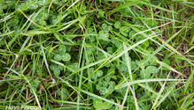 3FrostSeeding_ph