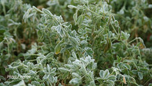 3Frost_ph