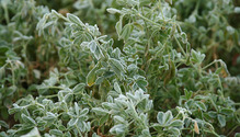 3Frosted_ph