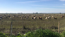 3GoatingOff_ph
