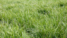 3Grasses_ph