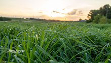 3Grasses_ph