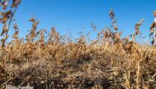 3GrazeAlfalfa_ph