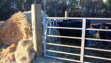 3HayFeeding_ph