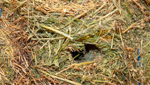 3HayQuality_ph