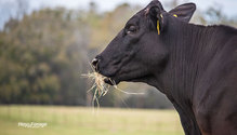 3HayQuality_ph