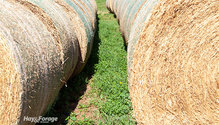 3HayStorage_ph
