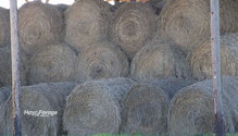 3HayValue_ph