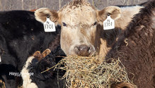 3Hay_ph