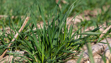 3HollowStem_ph