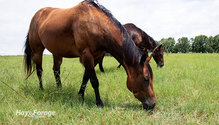 3HorsePastures_ph