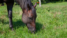 3HorsePastures_ph