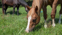 3Horse_ph