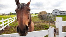 3Horse_ph