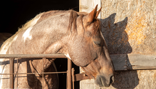 3Horse_ph