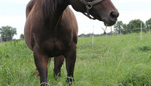 3Horses_ph