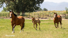 3Horses_ph