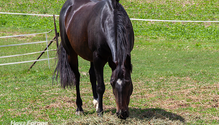 3Horses_ph