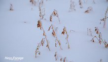 3Ice_ph