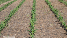 3Interseed_ph