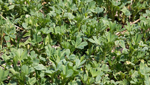 3Irrigate_ph