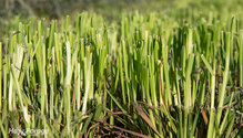 3KillGrass_ph