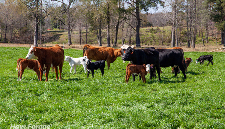 3Mama-cows_ph