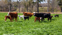 3Mama-cows_ph