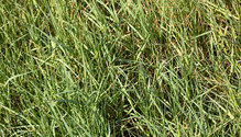 3Mycotoxins_ph