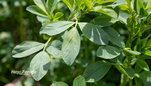 3Nitrogen_ph