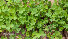3NoTill_ph
