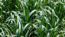 3Oats_ph