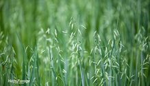 3Oats_ph