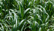 3Oats_ph