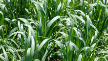 3Oats_ph