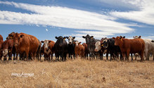 3PastureFertilizer_ph