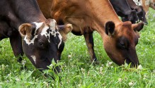 3PastureMix_ph