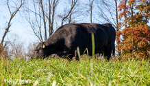 3PastureQuality_ph