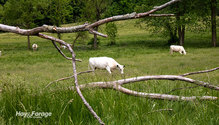 3PastureRent_ph