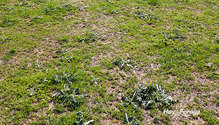 3Pasture_ph