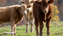 3Pasture_ph